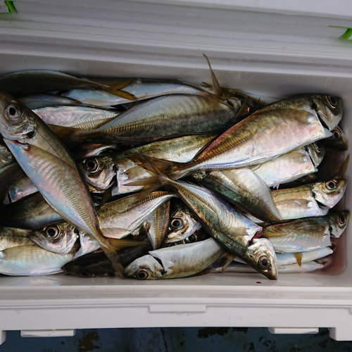 須原屋での釣りイメージ